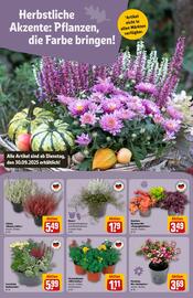 REWE Center Prospekt woche 40 Seite 12