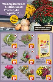 REWE Center Prospekt woche 40 Seite 13