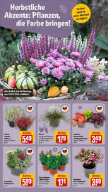REWE Prospekt woche 40 Seite 12