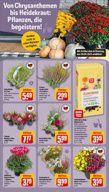 REWE Prospekt woche 40 Seite 13