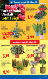 Lidl Flugblatt woche 40 Seite 27