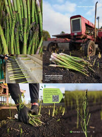Woolworths catalogue Page 81