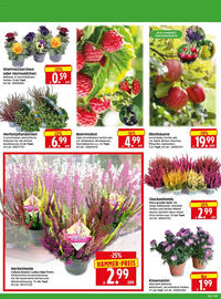 Edeka Herkules Prospekt woche 40 Seite 2