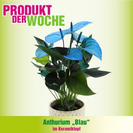 Blumen B&B Flugblatt Seite 2