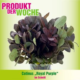 Blumen B&B Flugblatt Seite 3