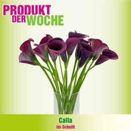 Blumen B&B Flugblatt Seite 4