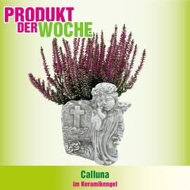 Blumen B&B Flugblatt Seite 5
