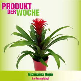 Blumen B&B Flugblatt Seite 6