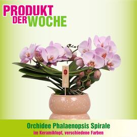 Blumen B&B Flugblatt Seite 8