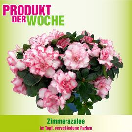 Blumen B&B Flugblatt Seite 9