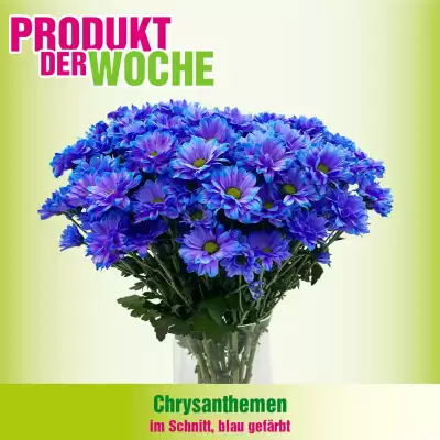 Blumen B&B Flugblatt (gültig bis 11-10)