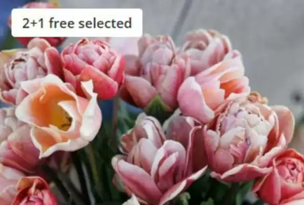 Crocus leaflet (valid until 31-10)