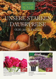 Pflanzen Kölle Prospekt Seite 1