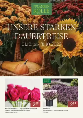 Pflanzen Kölle Prospekt (gültig bis 31-10)
