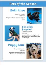 Pets Domain catalogue Page 27