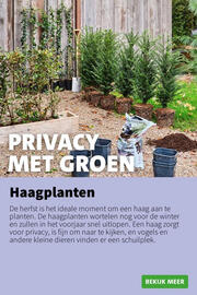 Intratuin folder week 41 Pagina 11