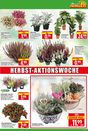Edeka Herkules Prospekt woche 41 Seite 15
