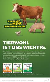 Kaufland Prospekt woche 41 Seite 63