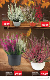 Catalog Kaufland săptămâna 41 Pagină 19