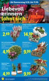 Lidl Flugblatt woche 41 Seite 28