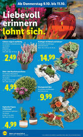 Lidl Flugblatt woche 41 Seite 28