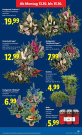Lidl Flugblatt woche 41 Seite 31