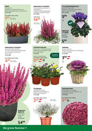 Bellaflora Flugblatt woche 41 Seite 2