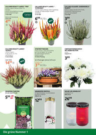Bellaflora Flugblatt woche 41 Seite 4