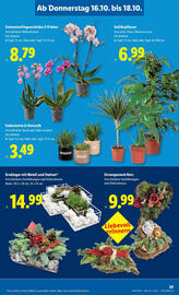 Lidl Flugblatt woche 42 Seite 29