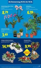 Lidl Flugblatt woche 42 Seite 30