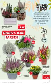 Kaufland Prospekt woche 42 Seite 7