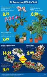 Lidl Flugblatt woche 42 Seite 34