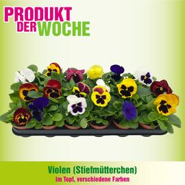 Blumen B&B Flugblatt Seite 1