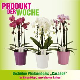 Blumen B&B Flugblatt Seite 2