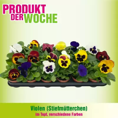 Blumen B&B Flugblatt (gültig bis 26-10)