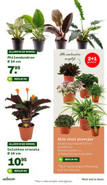 Welkoop folder Pagina 13