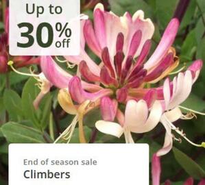 Crocus leaflet Page 2