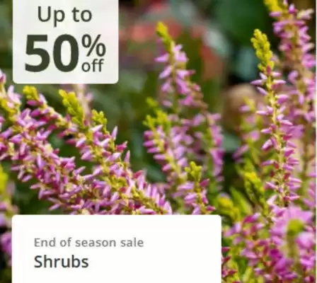 Crocus leaflet (valid until 8-11)