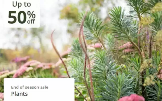 Crocus leaflet (valid until 10-11)