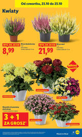 Lidl gazetka Strona 55