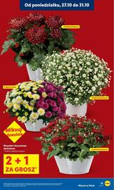 Lidl gazetka Strona 13