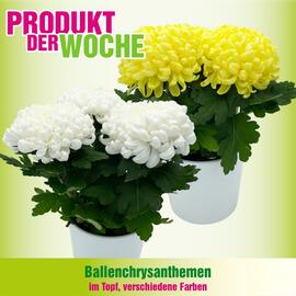 Blumen B&B Flugblatt woche 44 Seite 4