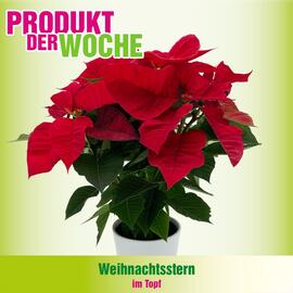 Blumen B&B Flugblatt woche 44 Seite 5