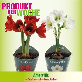 Blumen B&B Flugblatt woche 44 Seite 7