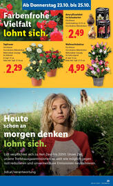 Lidl Flugblatt woche 43 Seite 29