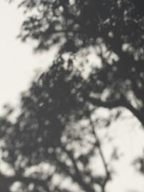 Catálogo Pronovias Página 5