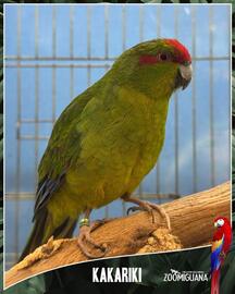 Volantino Zoomiguana Pagina 1