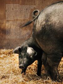 Das Futterhaus Prospekt Seite 9