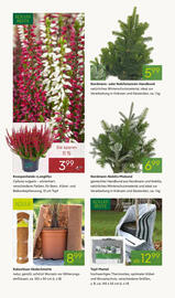 Pflanzen Kölle Prospekt woche 45 Seite 10
