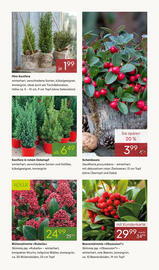 Pflanzen Kölle Prospekt woche 45 Seite 11